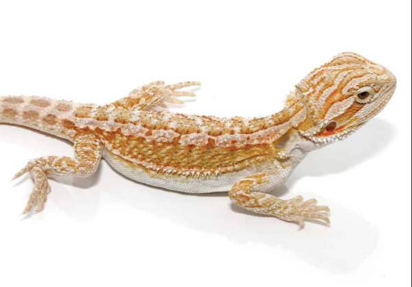 Citrus Bearded Dragon For Sale