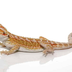 Citrus Bearded Dragon For Sale