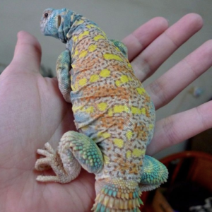 Uromastyx For Sale