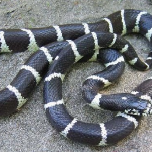 African Garter Snake For Sale