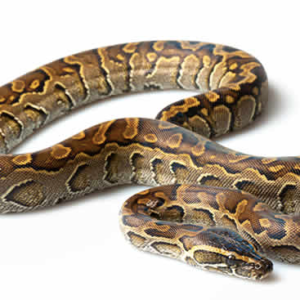 African Rock Python for Sale