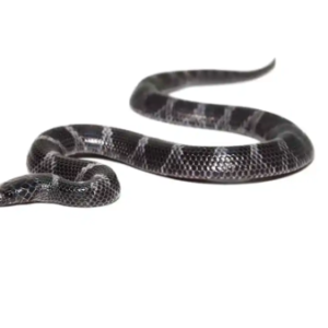 African Wolf Snake for Sale