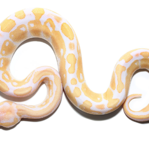 Albino Ball Python for Sale