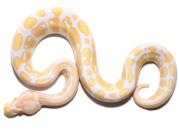 Albino Ball Python for Sale