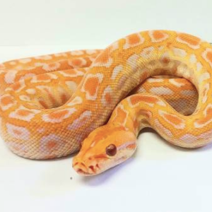 Albino Burmese Python for Sale