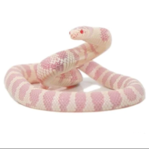 Albino California Kingsnake for Sale