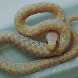 Albino Checkered Garter Snake For Sale