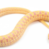 Albino Checkered Garter Snake For Sale