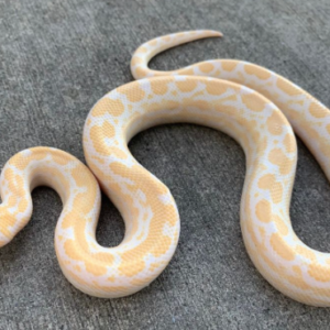 Albino Columbian Boa for Sale