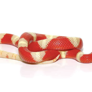 Albino Nelson’s Milk Snake