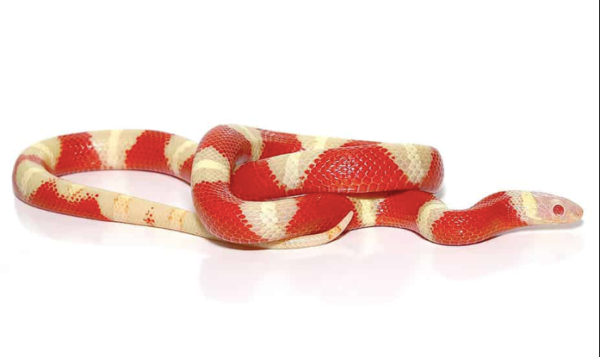 Albino Nelson’s Milk Snake