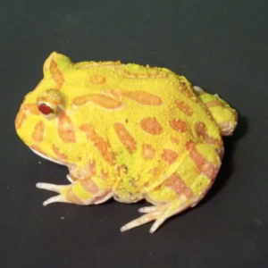 Albino Pacman Frog for Sale