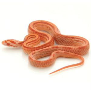 Albino Striped Corn Snake for Sale