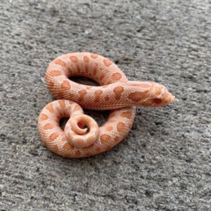 Albino Western Hognose Snake for Sale