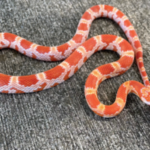 Amel Corn Snake for Sale