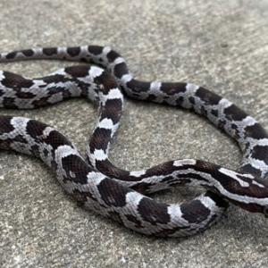 Anery Cornsnake for Sale