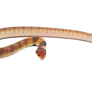 Angolan Coral Cobra For Sale