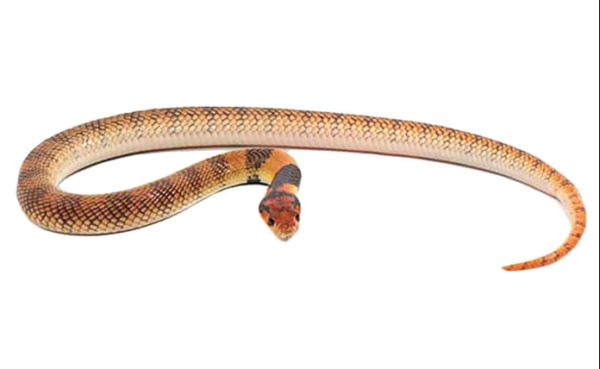 Angolan Coral Cobra For Sale