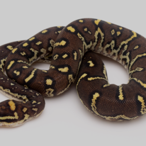 Angolan Python for Sale