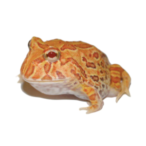 Apricot Pacman Frog for Sale