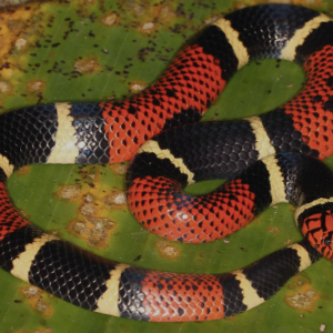 Aquatic Coral Snake For Sale