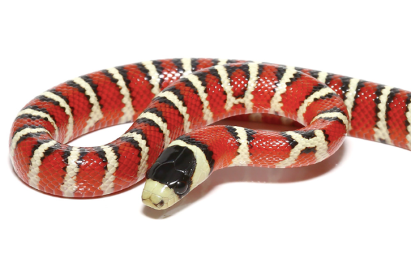 Arizona Mountain Kingsnake For Sale