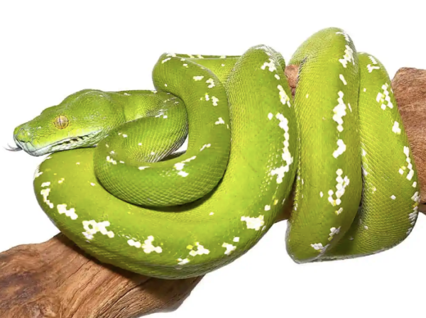 Green Tree Python for Sale