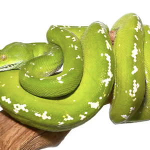 Aru Green Tree Python For Sale