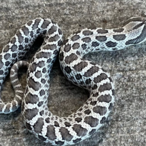 Axanthic Western Hognose Snake for Sale