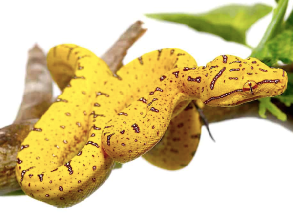 Baby Aru Green Tree Python