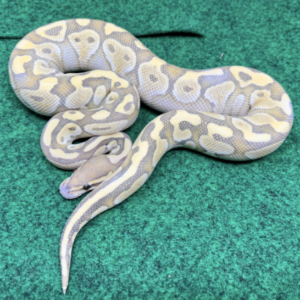 Baby Butter Ball Python For Sale