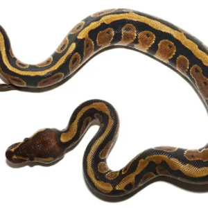 Dinker Ball Pythons For Sale