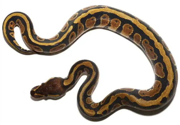 Dinker Ball Pythons For Sale