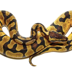 Baby Pastel Enchi Ball Python For Sale