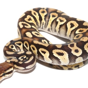 Baby Phantom Ball Python For Sale