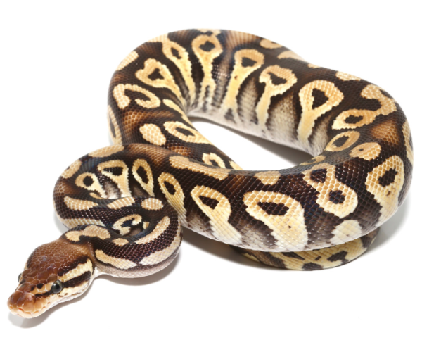 Baby Phantom Ball Python For Sale