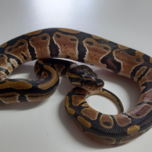 Ball Python for Sale