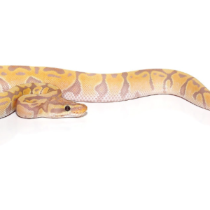 Banana Ball Python For Sale