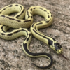 Banana California Kingsnake for Sale