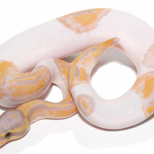 Banana Pied Ball Python For Sale