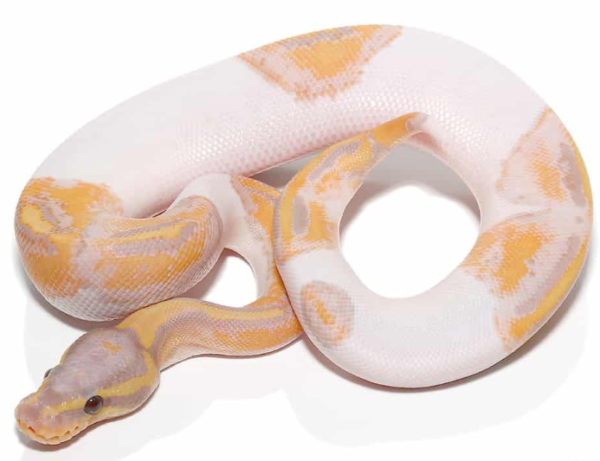 Banana Pied Ball Python For Sale