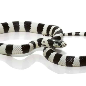 Black And White California Kingsnake For Sale