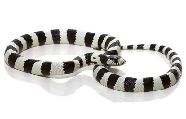 Black And White California Kingsnake For Sale