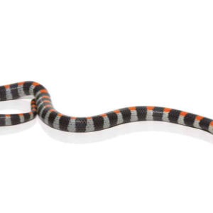 Black Banded Snake for Sale