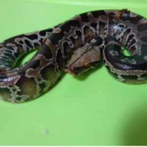 Black Blood Python for Sale