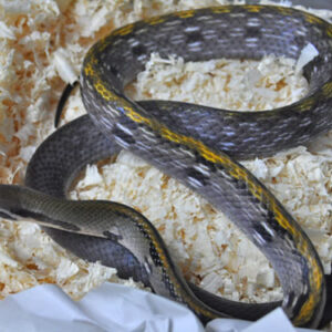 Black Copper Ratsnake For Sale