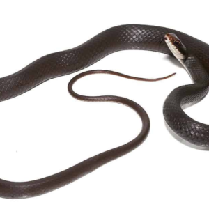 Black Racer Snake for Sale