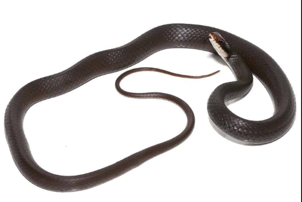 Black Racer Snake for Sale