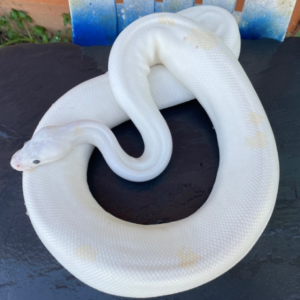 Black eyed leucistic ball python For Sale