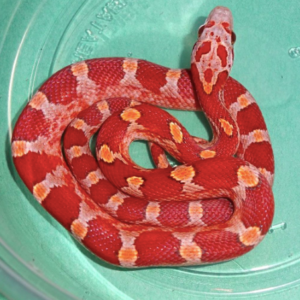 Blood Red Corn Snake for Sale